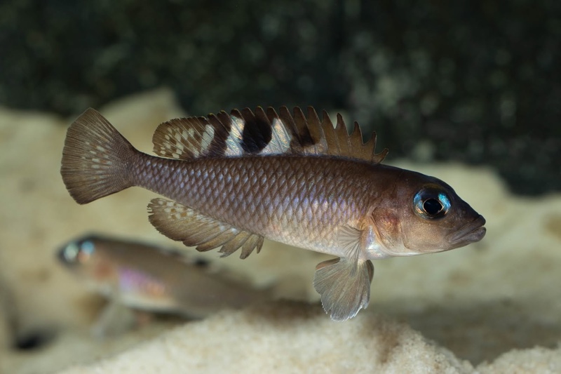 Lamprologus kungweensis 'Burton Bay'
